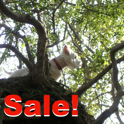 ??if?ゃ?＜?若?吾???泣?????ゃ?????с???障????