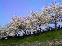 桜の季節がきました