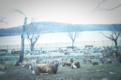 3/21-23 若草山鹿せんべいとばし